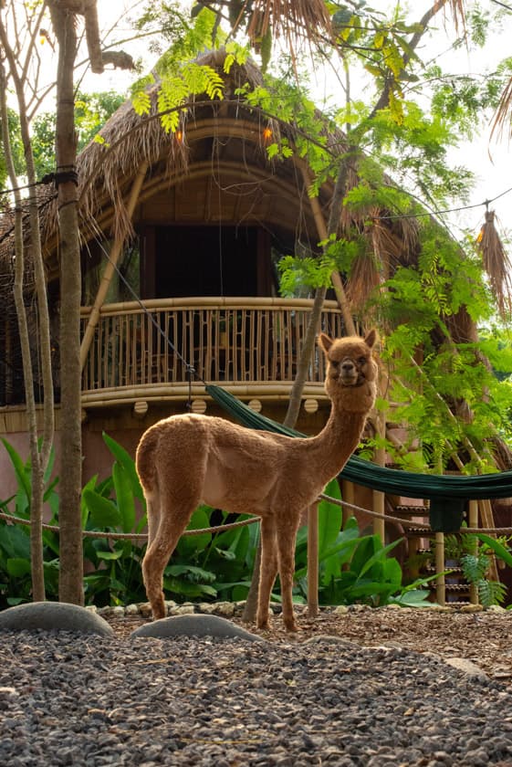 Alpaca Lodge