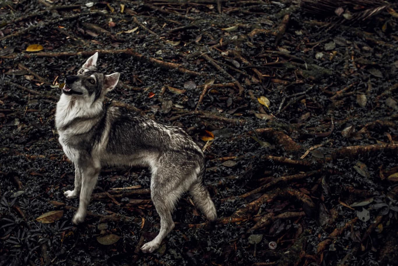 Alpha Wolf - image 5