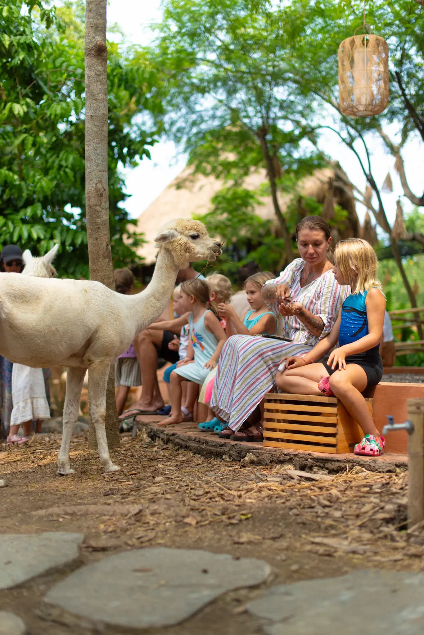 Pacha Alpaca - image 1