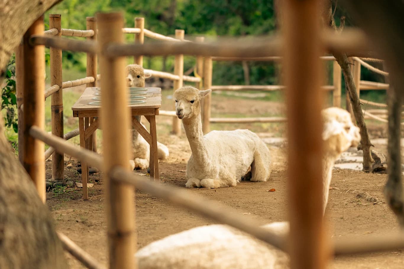 Pacha Alpaca - image 3
