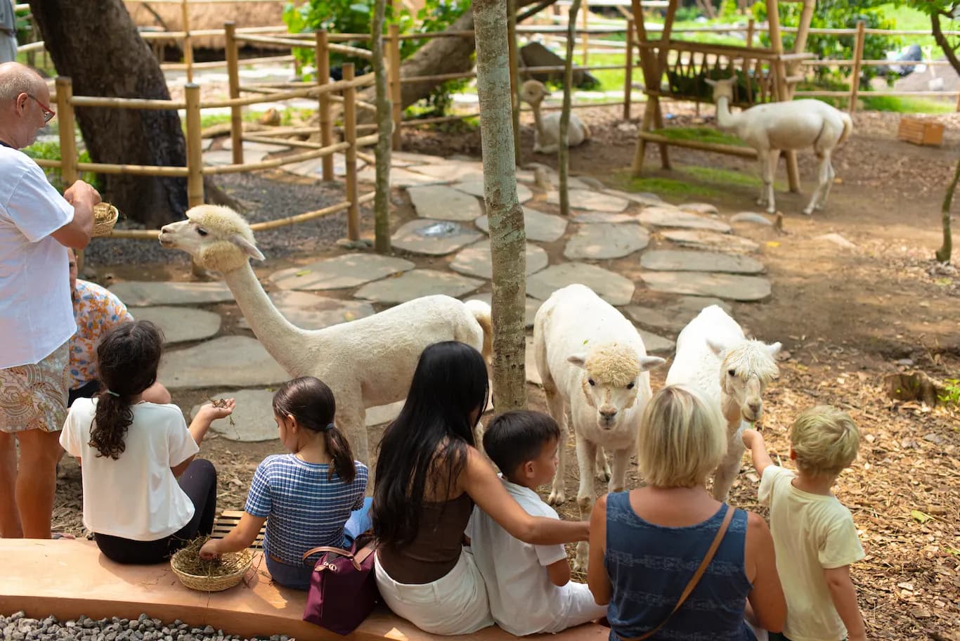 Pacha Alpaca - image 4