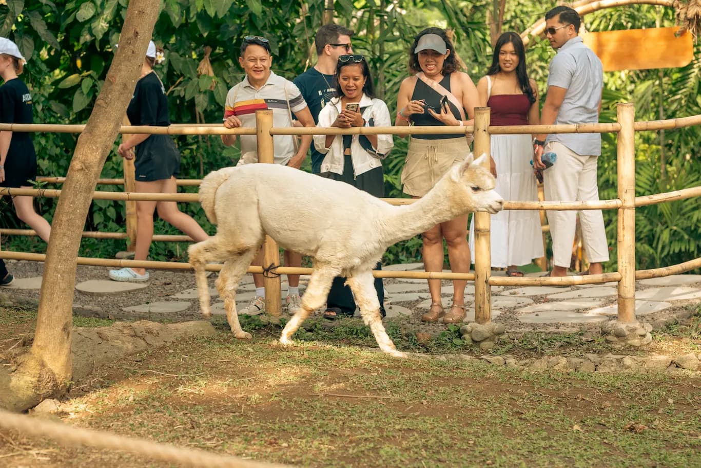 Pacha Alpaca - image 5