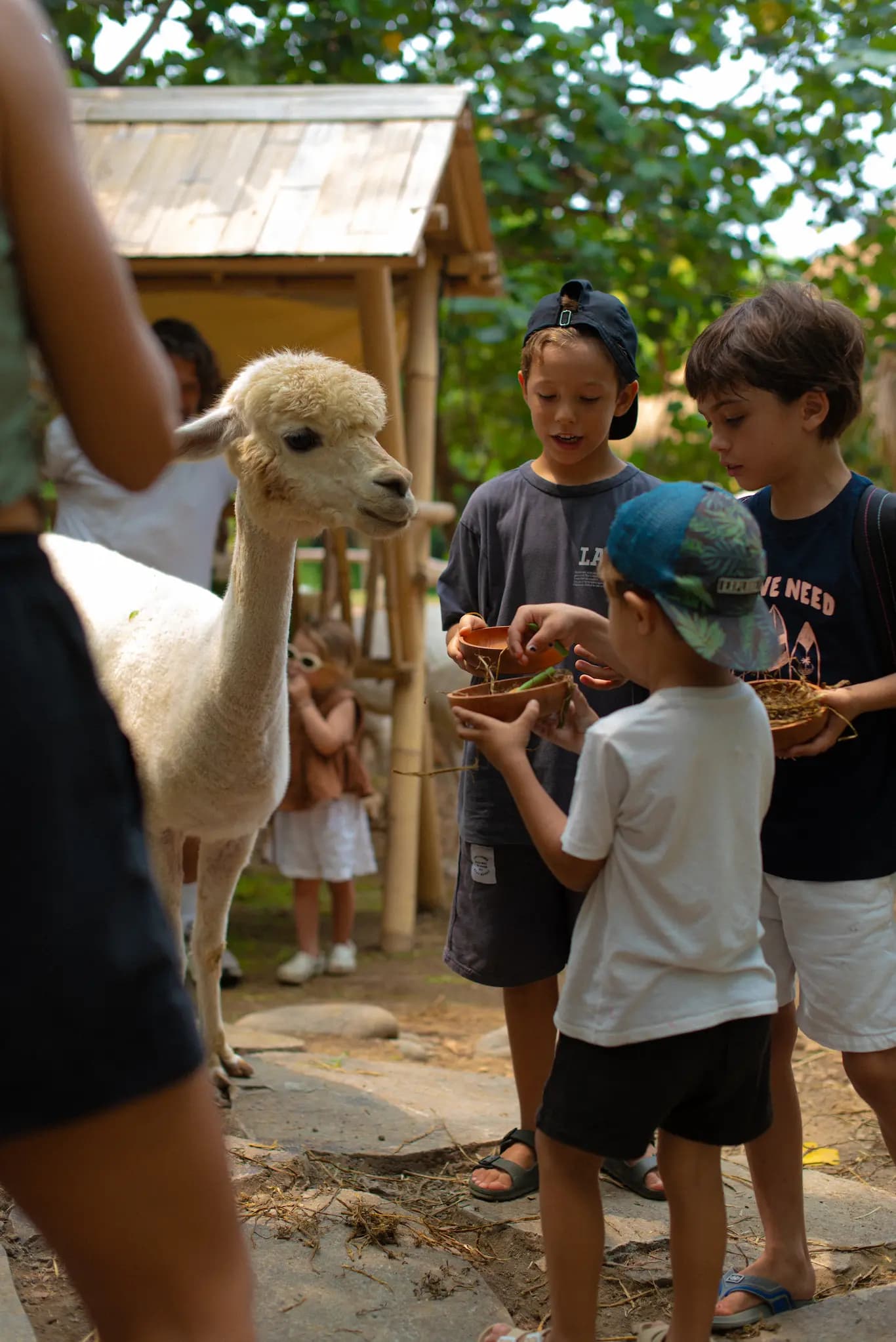 Pacha Alpaca - image 6