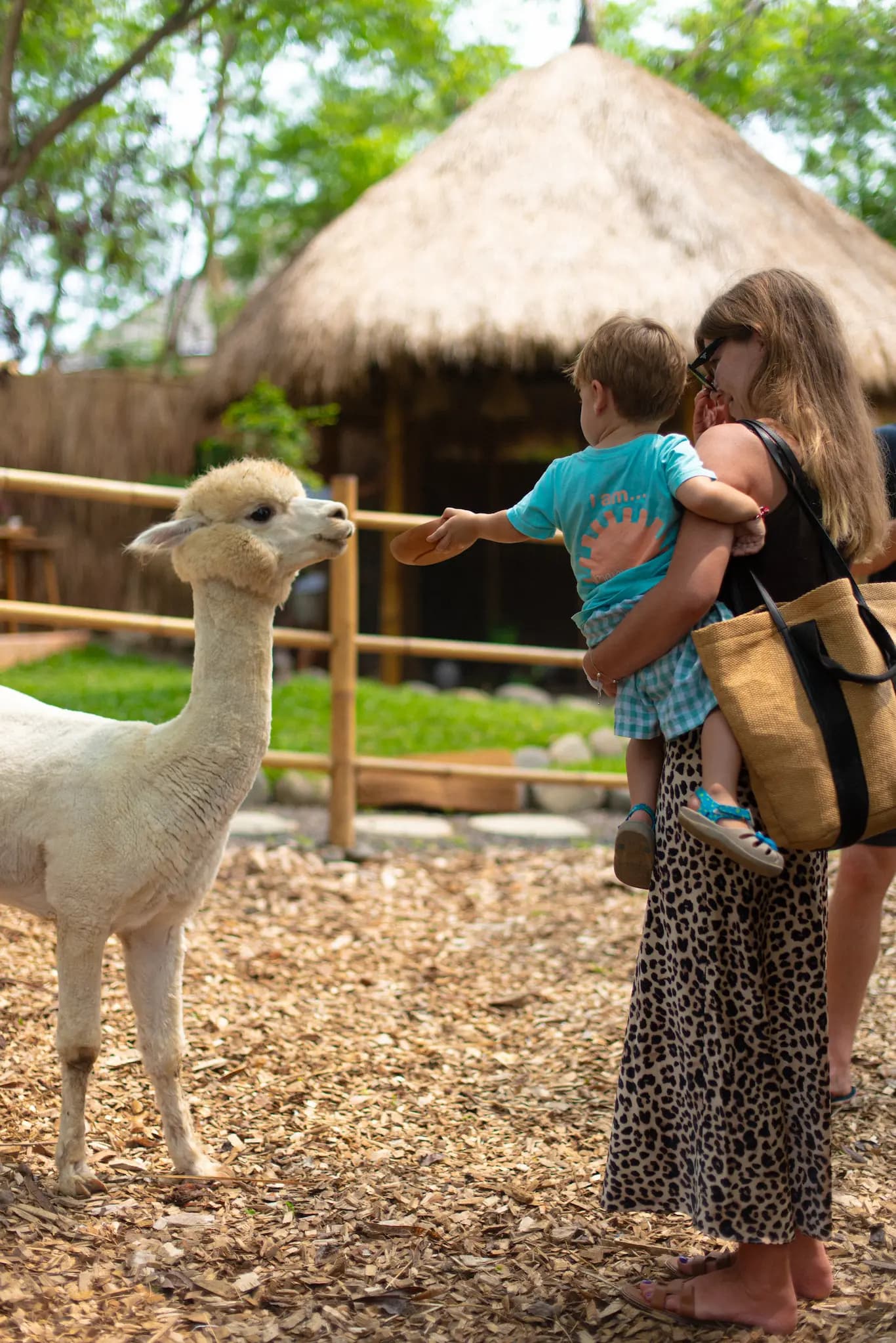 Pacha Alpaca - image 7